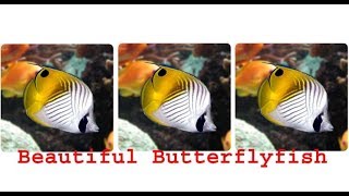 Beautiful Saltwater Butterflyfish [upl. by Idalla542]