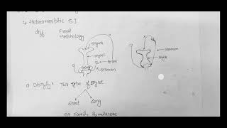 Self Incompatibility DistylyTristylyGametophytic and Sporophytic SI [upl. by Alcus]