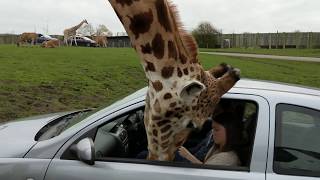 Giraffes head gets trapped inside a car window [upl. by Neelyak785]