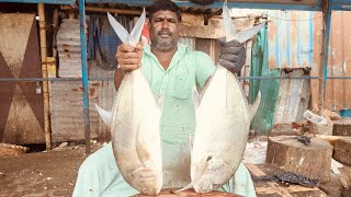 PAARAI FISH⚡️KASIMEDU PERFECT FISH CUTTING SKILLS⚡️🦈🗡 ⚡️KASIMEDU VADACHENNAI MEENAVAN⚡️ [upl. by Anaela]