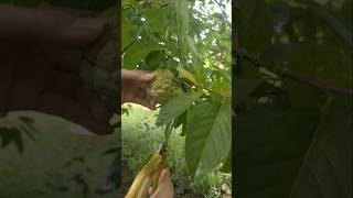 Farming amp gardening life Homestead enjoy energy healing 24 homestead countrylife gardenlife [upl. by Eahsel]