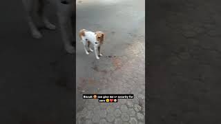 Biscuit 🍪 are one of z security thing 🤯😁😉 explore doglover viralshorts feeding shorts india [upl. by Nahgam]