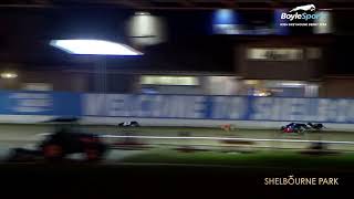 2024 BoyleSports Irish Greyhound Derby 1st SemiFinal [upl. by Areek]