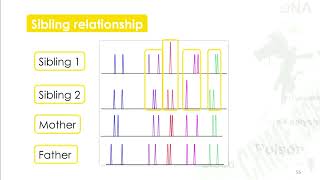 Forensic Science  43 DNA Short Tandem Repeats STR Colin Pitchfork Case [upl. by Ardussi]