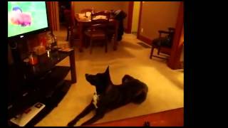 Dogs Watching DOGTV compilation  2 [upl. by Arlynne]