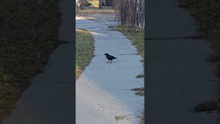 Crow leaves perch for peanuts short birdwatching crow [upl. by Aneehta]