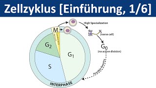 Zellzyklus  Zellteilung Cytokinese  Einführung 16  Biologie Cytologie Oberstufe [upl. by Nitsraek]