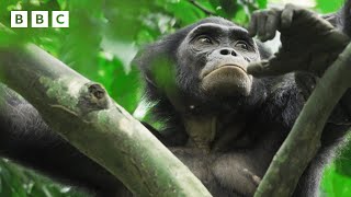 Elusive bonobos in the jungle 🐒  BBC [upl. by Ahsitaf]