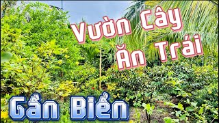 Đẹp Quá  Vườn Cây Ăn Trái Cực Đẹp Gần Biển Phước Hải Cần Bán datbariavungtau venbien bdsvenbien [upl. by Eolhc]