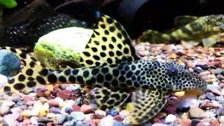 Peckoltia sabaji L075  Para Pleco [upl. by Uyerta]