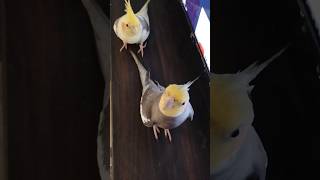 Happy whistling 🎉cockatielshorts cockatielplaying cockatielwhistling cockatielsingingtraining [upl. by Asereht113]