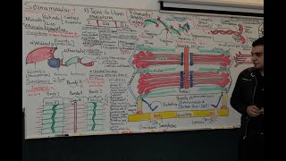 Histología Repaso de músculo esquelético Parte 2 [upl. by Readus]