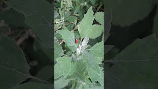 A little ladybug on a leaf [upl. by Gildas]