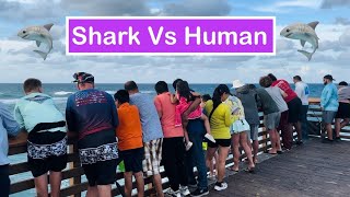 Big hammerhead shark vs Humanfishing pierFlorida [upl. by Ahsinawt]