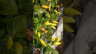 Panen cabe rawit ori petani reels agriculture petanicabai fyp [upl. by Kresic884]