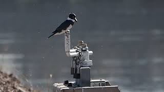 Belted Kingfisher [upl. by Charyl361]