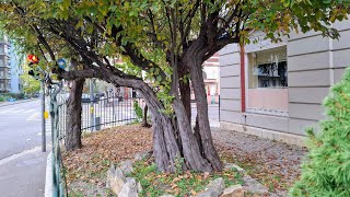 Worlds oldest Quince Cydonia oblonga Tree in Switzerland [upl. by Nnewg]