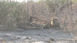 08102024 Hwange NP Main camp area lion couple 2 DONE [upl. by Anitnelav]