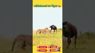 Wildbeest vs Tiger 🐅ytshorts shorts [upl. by Yllut605]