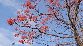 Uma das árvores mais lindas do mundo o Mulungu Brazilian coral tree – Erytrhina falcata [upl. by Marcelo562]