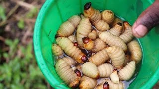 BUGSfeed Preparing and cooking palm weevil larvae [upl. by Natal]