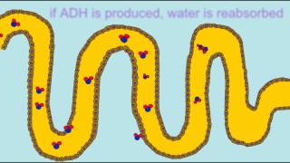 BLOOD PRESSURE REGULATION RENIN ADH ALDOSTERONE [upl. by Bill]