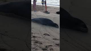 Hawaiian monk seal on Waikiki Beach October 2024 [upl. by Laerdna]