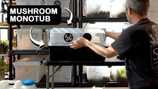 Spawning button mushrooms to bulk in a monotub how to grow button mushrooms [upl. by Nylkoorb667]