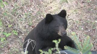 Bears of the Outland 2013 Manitoba Spring Bear Hunt [upl. by Elmira]