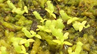 NEPENTHES 101GROWING NEPENTHES PITCHER PLANTS FROM SEEDS HOW I GERMINATE NEPENTHES SEEDS [upl. by Klinges]