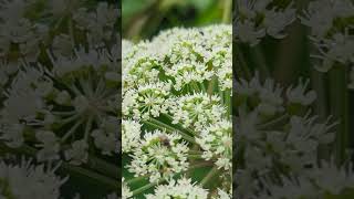 A host of Ichneumon Wasps on an Umbellifer in the Fens [upl. by Iggie]