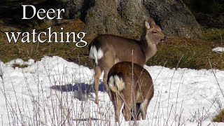 Deer watching in the cold Winter [upl. by Anatola143]