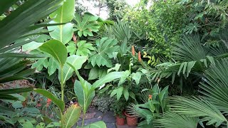 Our Small Tropical Garden 5 years of growth 2019  2023 [upl. by Hnao]