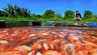 How an invasive fish breeds and produces thousands of offspring in our Natural Pond [upl. by Chadwick952]