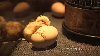 Ein Küken schlüpft aus dem Ei im Tiergarten Schönbrunn  Chick hatching I Vienna Zoo [upl. by Sisto]