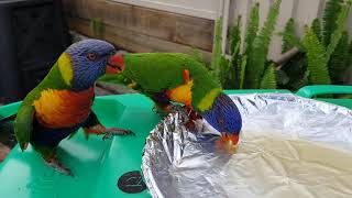 Feeding honey to wild lorikeets [upl. by Nielsen]