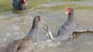 Whitebreasted Waterhen ampEurasian Moorhen 白腹秧雞amp紅冠水雞 [upl. by Themis]