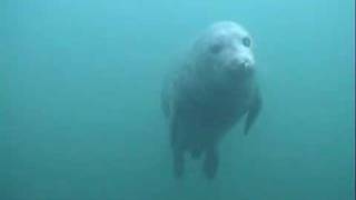 Seals at the Farne Islands near Beadnell Northumberland [upl. by Lamaj]