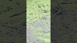 Savage froggin😱 fishing largemouthbassin kermitthefrog bass swampthing [upl. by Langille]