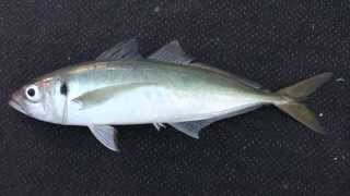 Yellowtail or Jack Mackerel New Zealand [upl. by Malloch]