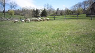 Ewes and lambs after Shearing [upl. by Ttezzil319]