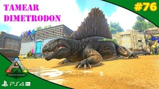 TAMEAR DIMETRODON solo  ARK 76  Servidor Oficial PVE [upl. by Karena]