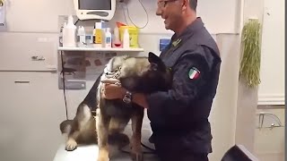 Even the Police dogs turn small at the vet🤣 Funny Pet Video [upl. by Quar118]