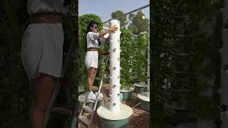 Maximizing parsley production by vertical farming on aeroponic towers￼ parsley farming shorts [upl. by Hadwyn364]