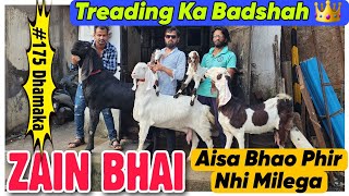 Goat Treading Ka BADSHAH 👑 Le Aya Saste Bakre ZAIN BHAI  Wholsale Goat Market In Bhiwandi [upl. by Winfrid]