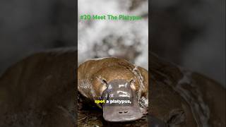 Natures Superheroes Video No 20  Meet the Platypus [upl. by Waylan491]