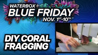 DIY Home Coral Fragging Easy Guide for Beginners [upl. by Bartholemy]