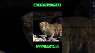 Super slowmo battle Airgun vs African Dassie [upl. by Cianca529]