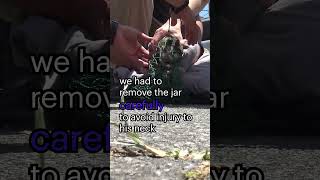 Homeless kitten has a broken jar on his head 🙀 Full video wwwHopeForPawsorg ❤️ cat kitten [upl. by Myk]