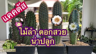 แคคตัส ไม้ลำ ดอกสวย น่าปลูก  pilosocereus cactus  MookCactus [upl. by Haswell]